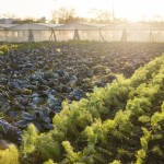 Productores Abasto14